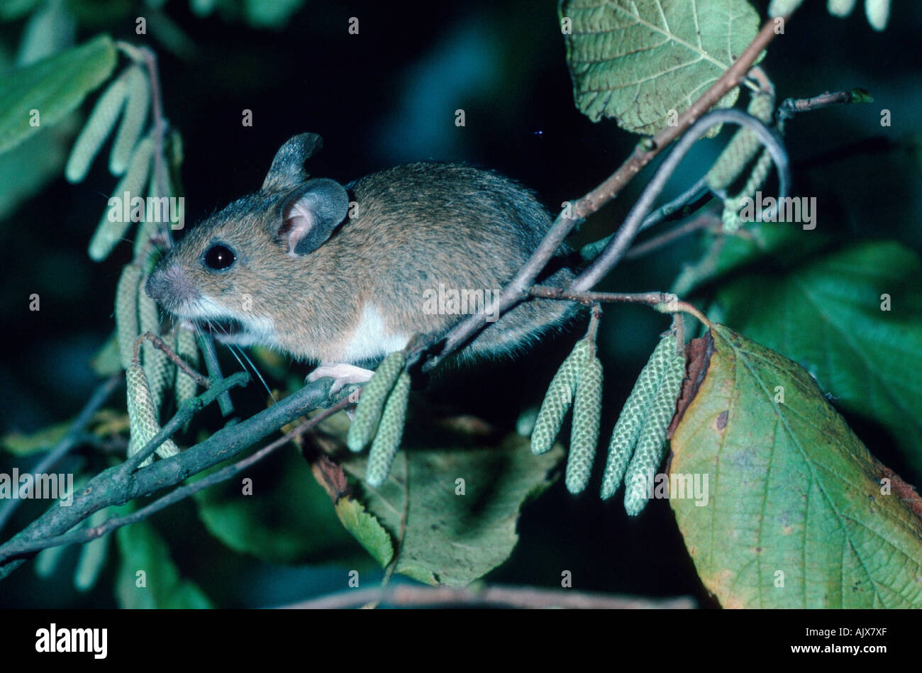 Yellow-necked Mouse / Gelbhalsmaus Stock Photo