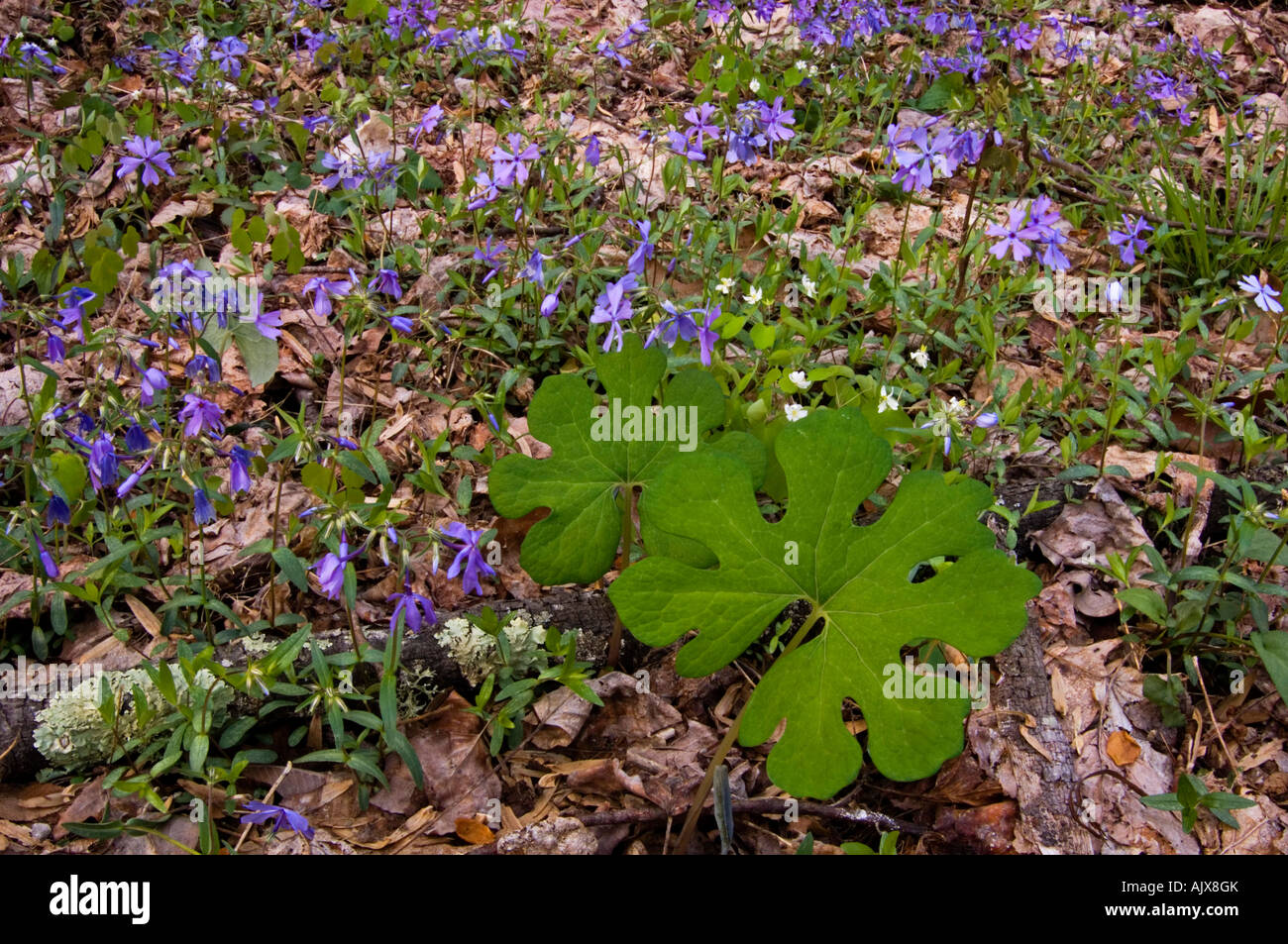 Bloodroot leaves (Sanguineria canadensis) and phlox diviricata, Great Smoky Mountains National Park, Tennessee, USA Stock Photo