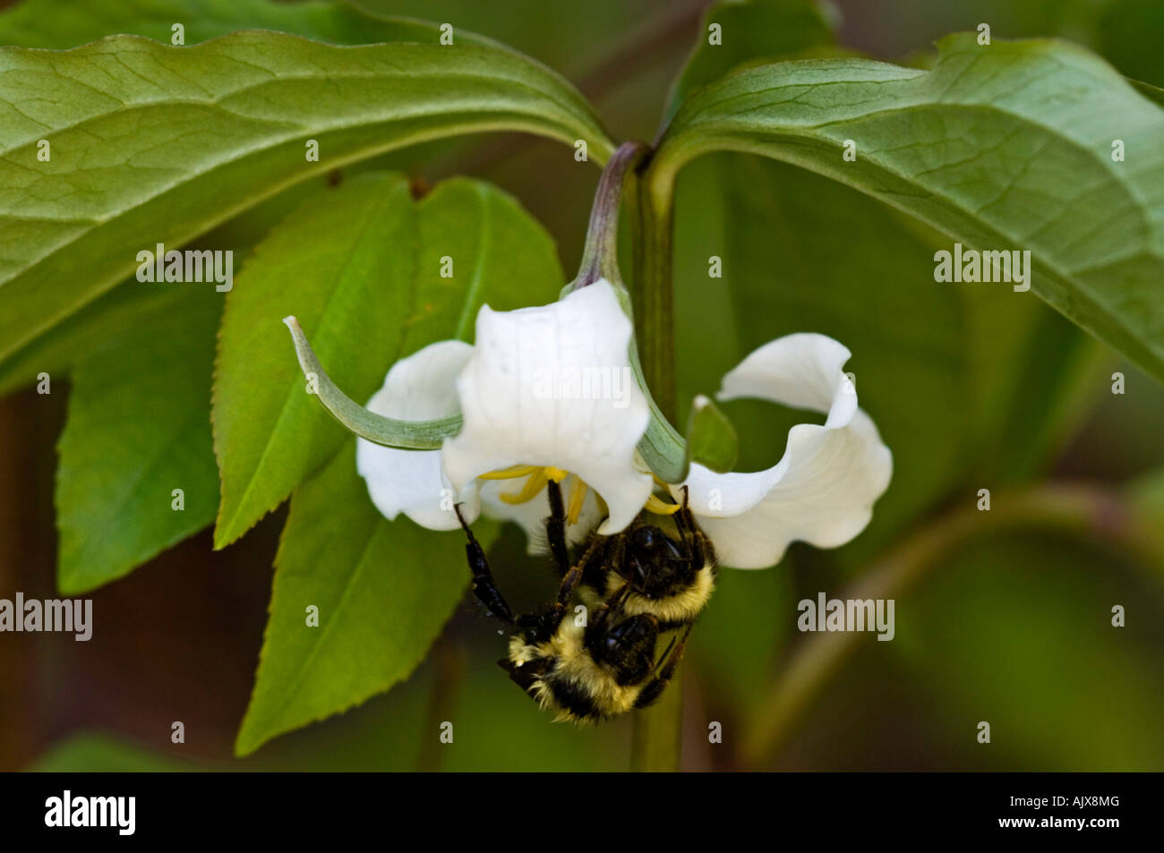 Catesbys trillium (Trillium catesbaei) with cold dormant bumblebee, Great Smoky Mountains National Park, Tennessee, USA Stock Photo