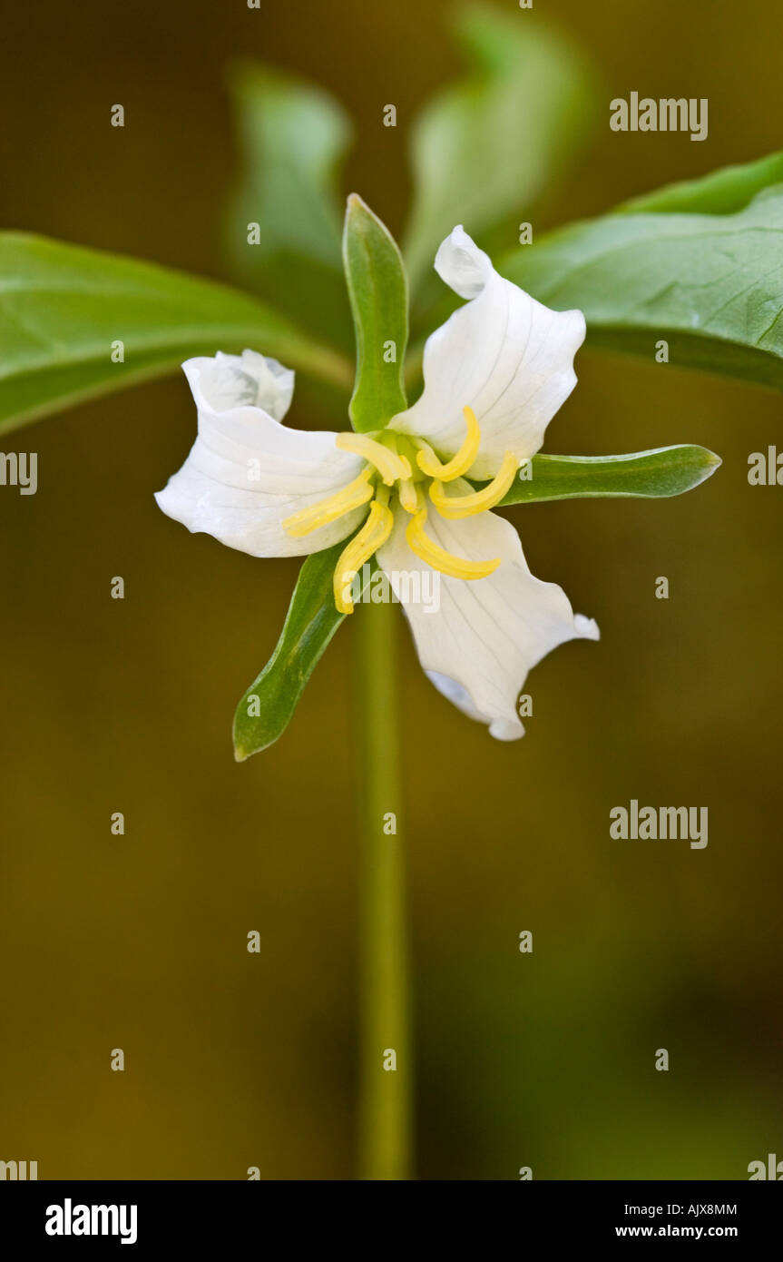 Catesby trillium (Trillium catesbaei), Great Smoky Mountains National Park, Tennessee, USA Stock Photo