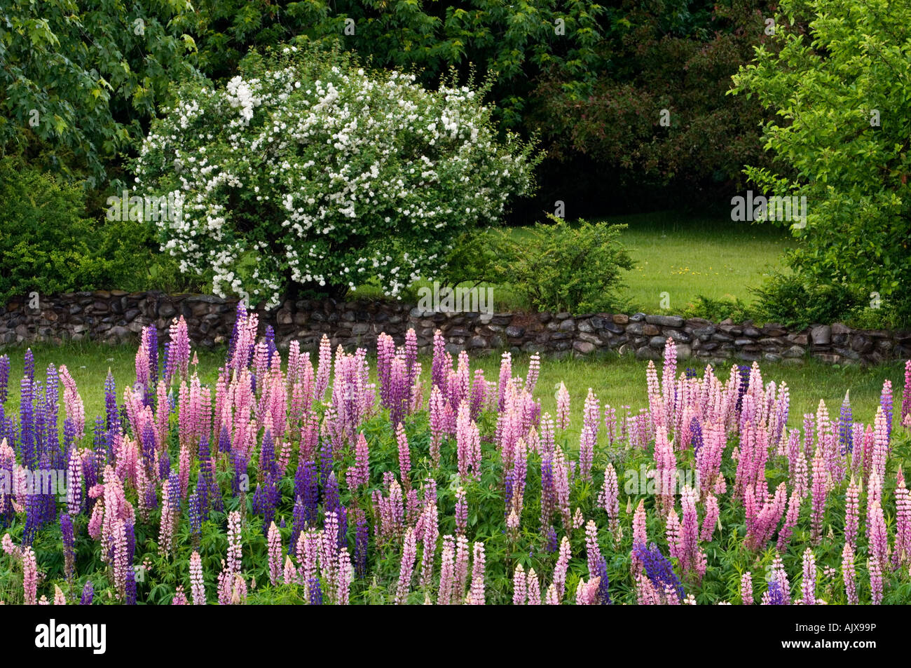 Lupines and flowering shrub , Gaspé Peninsula, Quebec, Canada Stock Photo