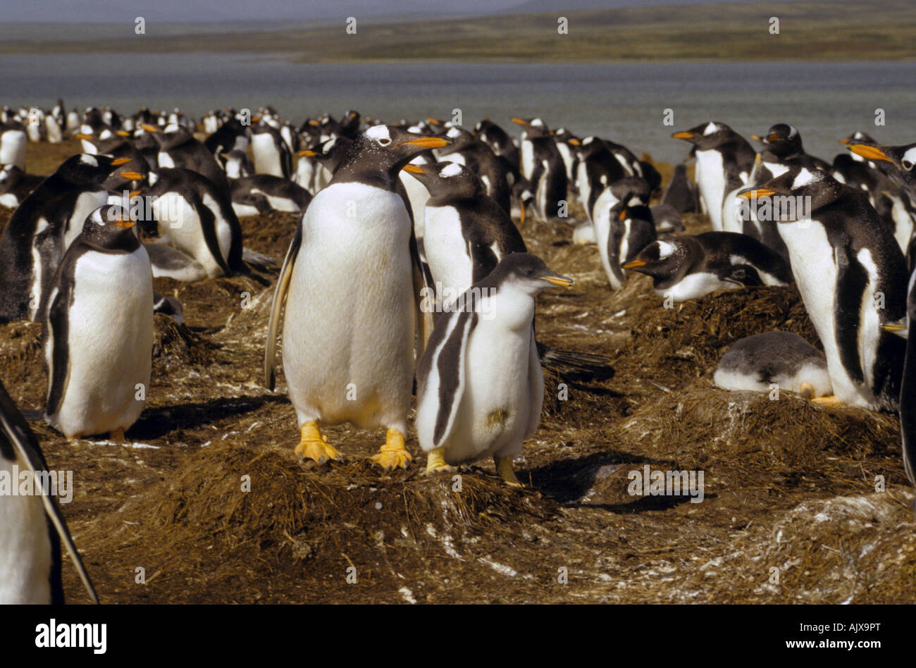 Antarctica, Gentoo penguins, nest site Stock Photo - Alamy