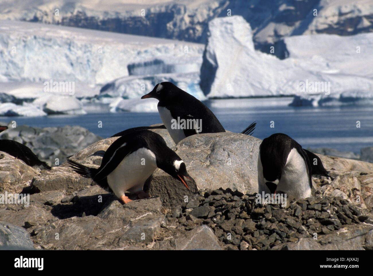Antarctica, Gentoo penguins, nest site Stock Photo - Alamy