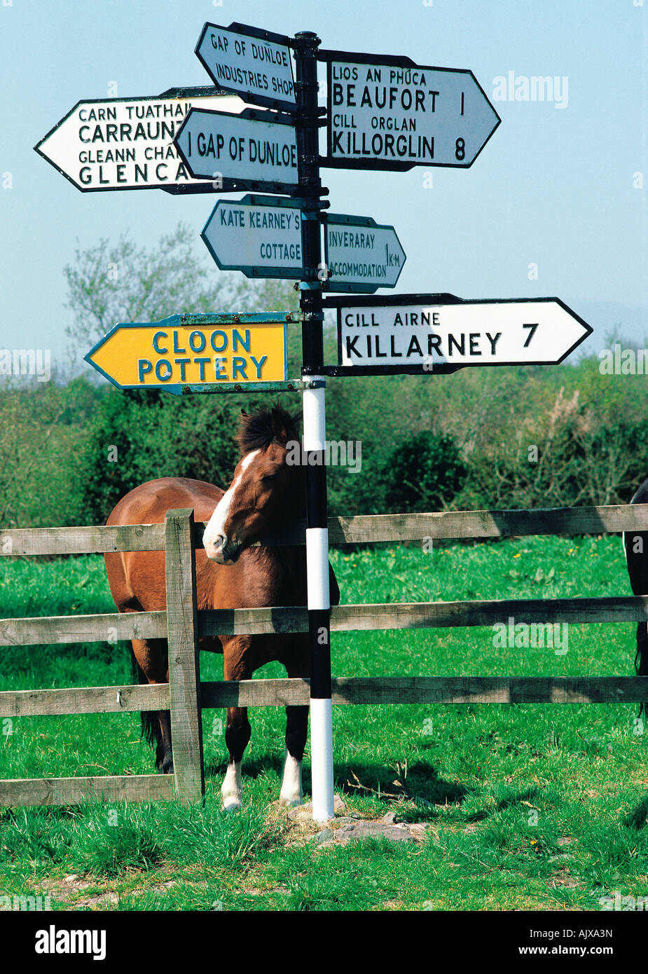 Ireland. County Kerry. Horse rubbing up against a country signpost. Stock Photo