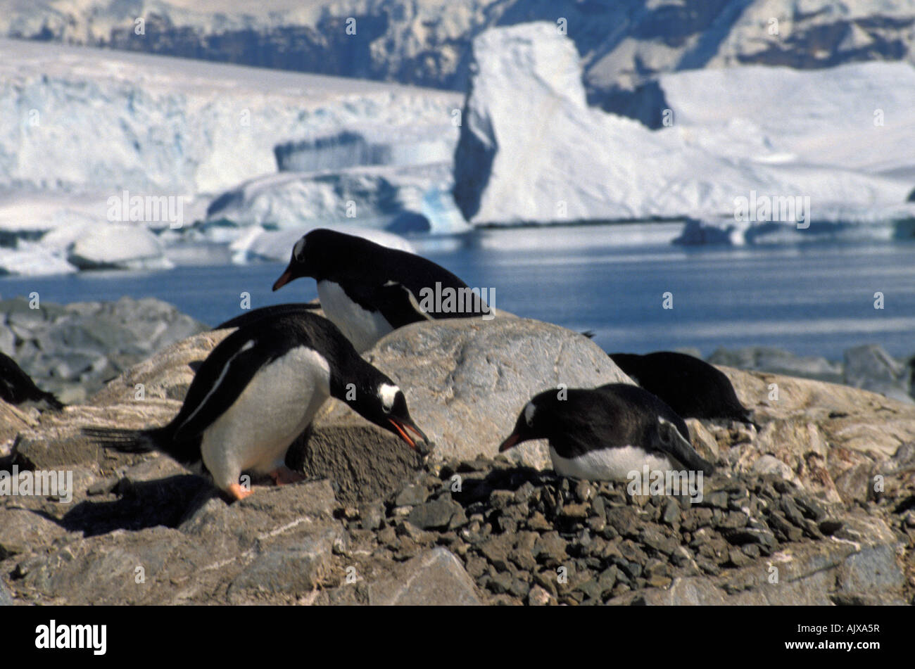 Antarctica, Gentoo penguins, nest site Stock Photo - Alamy