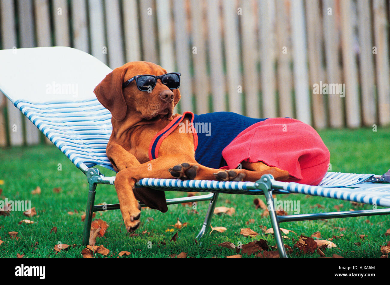 Dog on sun lounger hi res stock photography and images Alamy