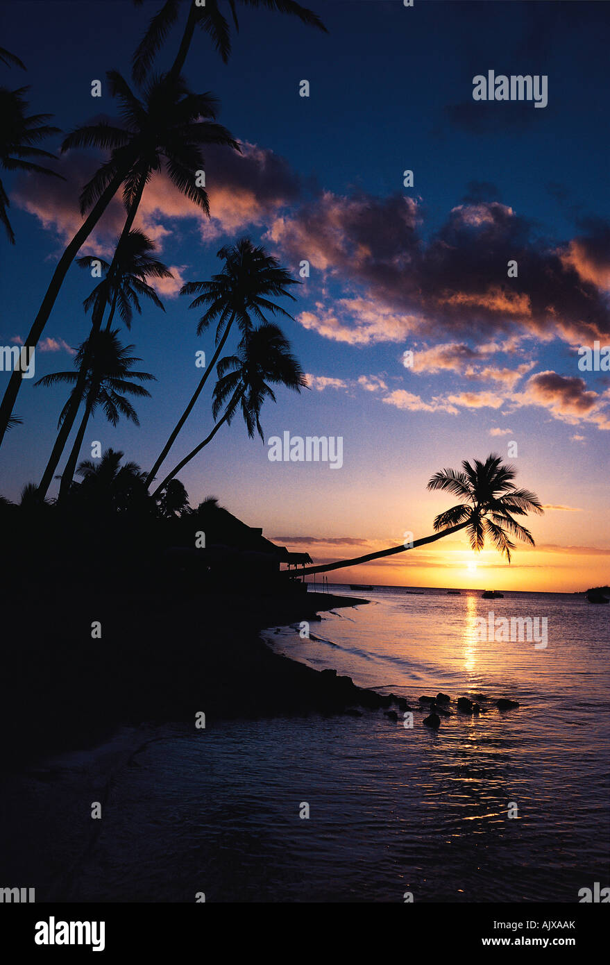 Beautiful sunset palm tree on hi-res stock photography and images - Alamy