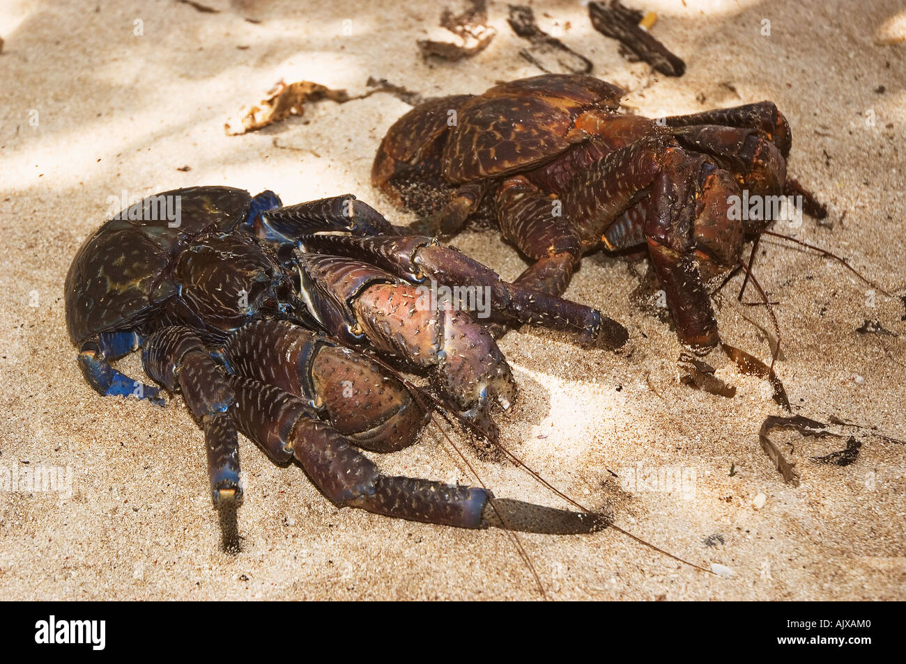 Coconut crab’s hires stock photography and images Alamy