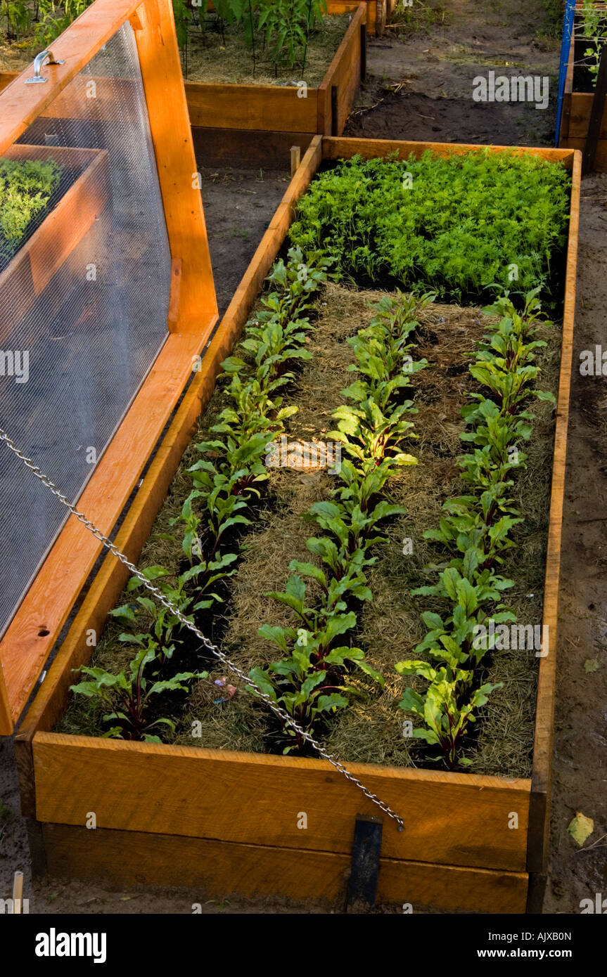 Raised Vegetable Garden Beds Lasagne Garden With Screened Covers