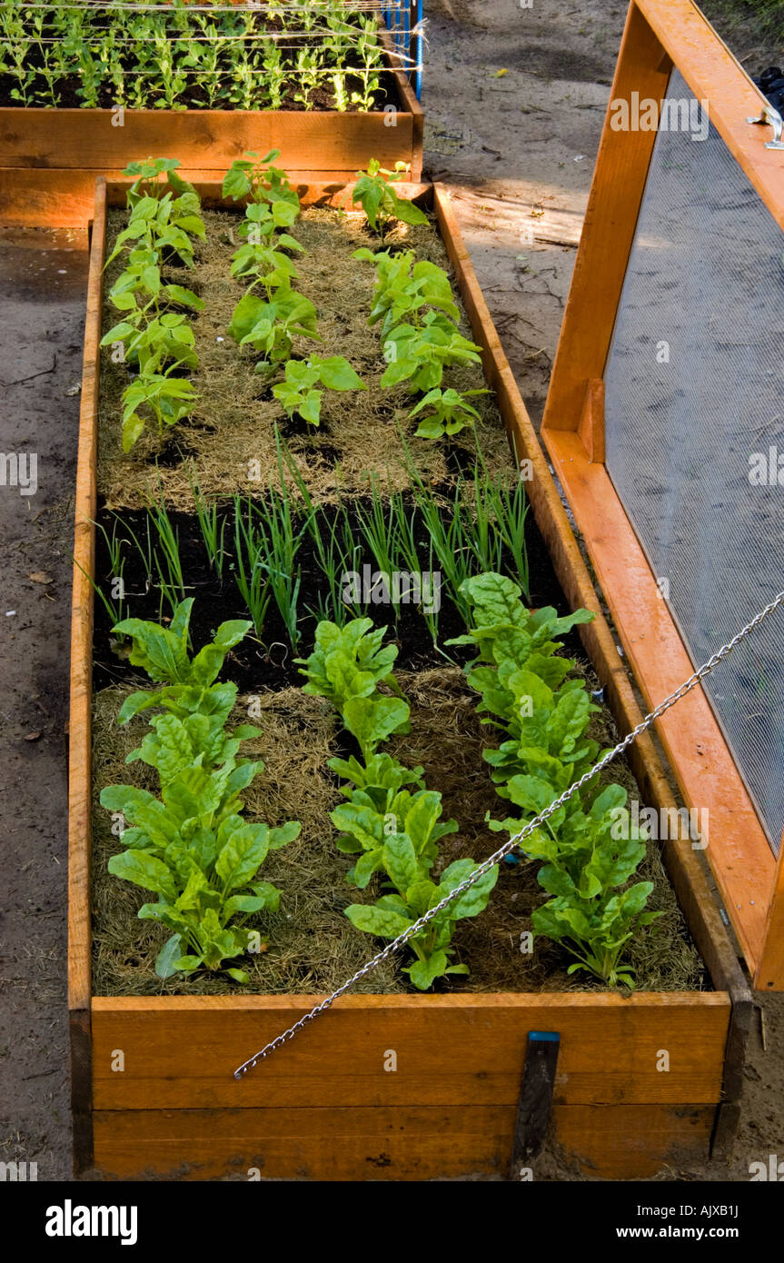 Raised Vegetable Garden Beds Lasagne Garden With Screened Covers