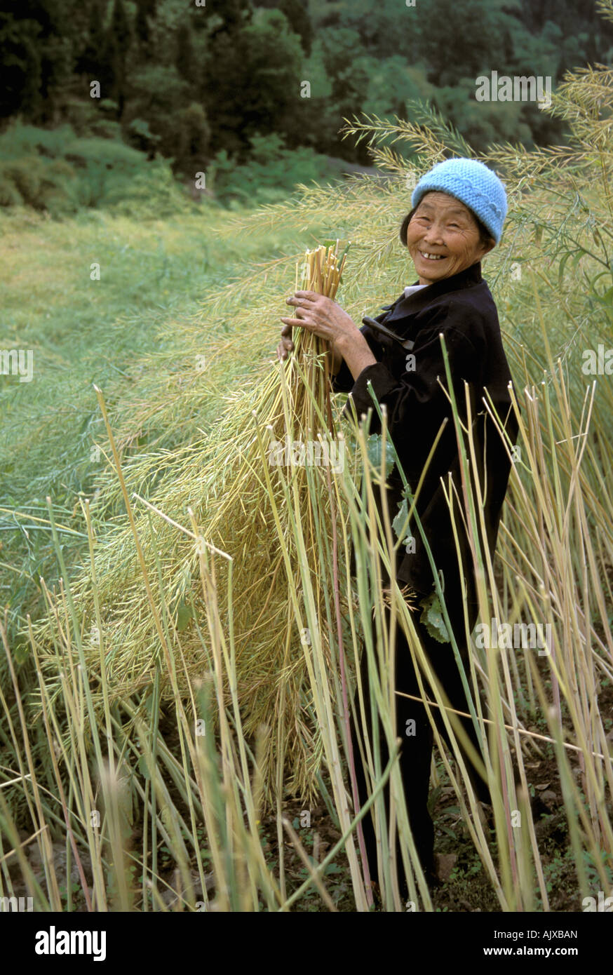 Asia, China, between Zhongxian and Wanxian. Woman cutting canola stalks to stack and dry Stock Photo