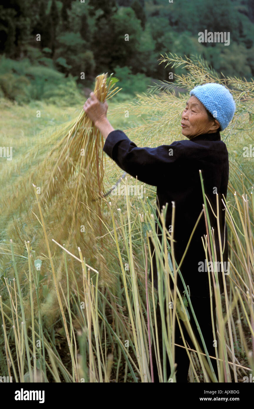 Asia, China, between Zhongxian and Wanxian. Woman cutting canola stalks to stick and dry Stock Photo