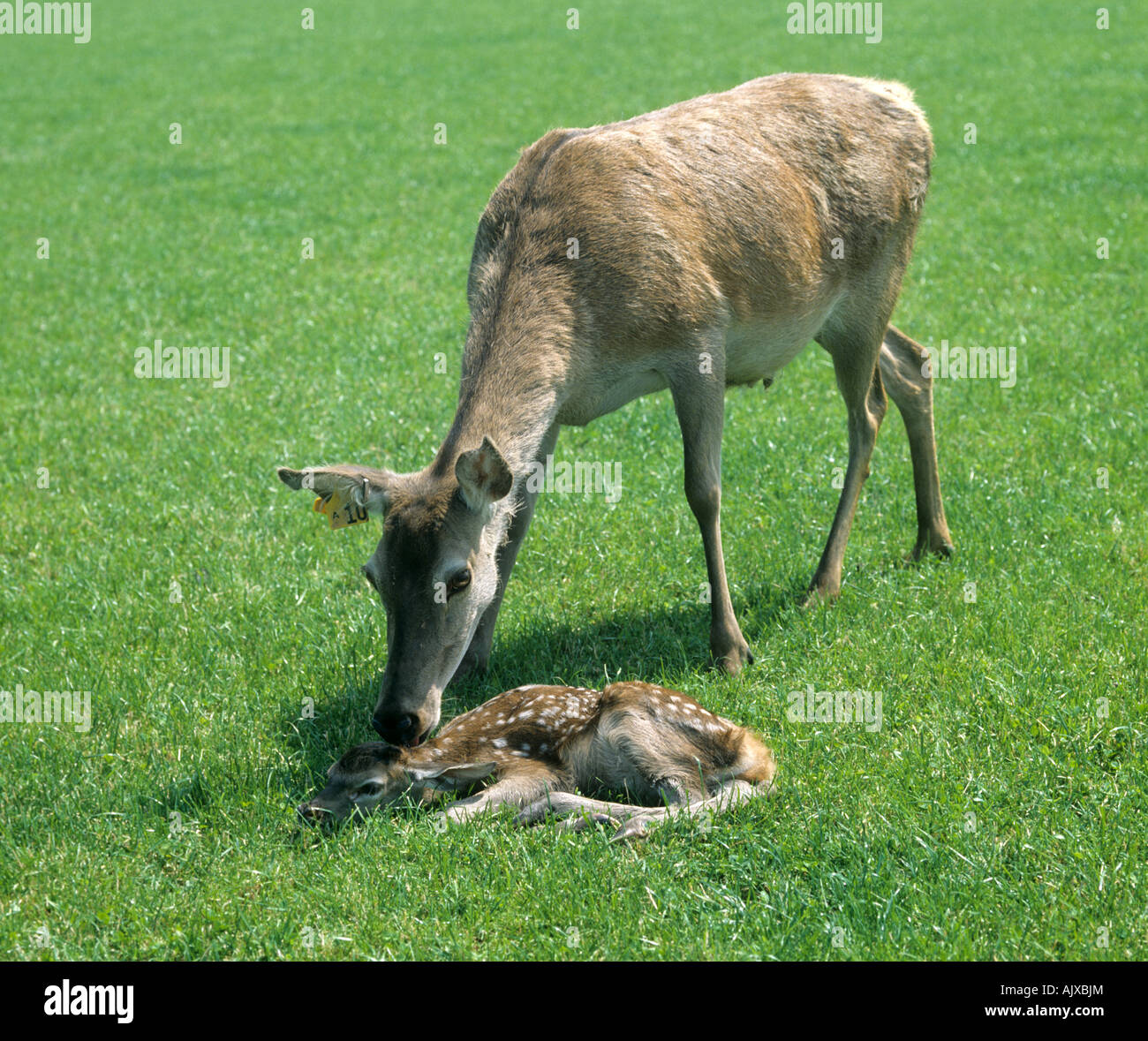 Farmed red deer hind attending her young calf on grass Stock Photo