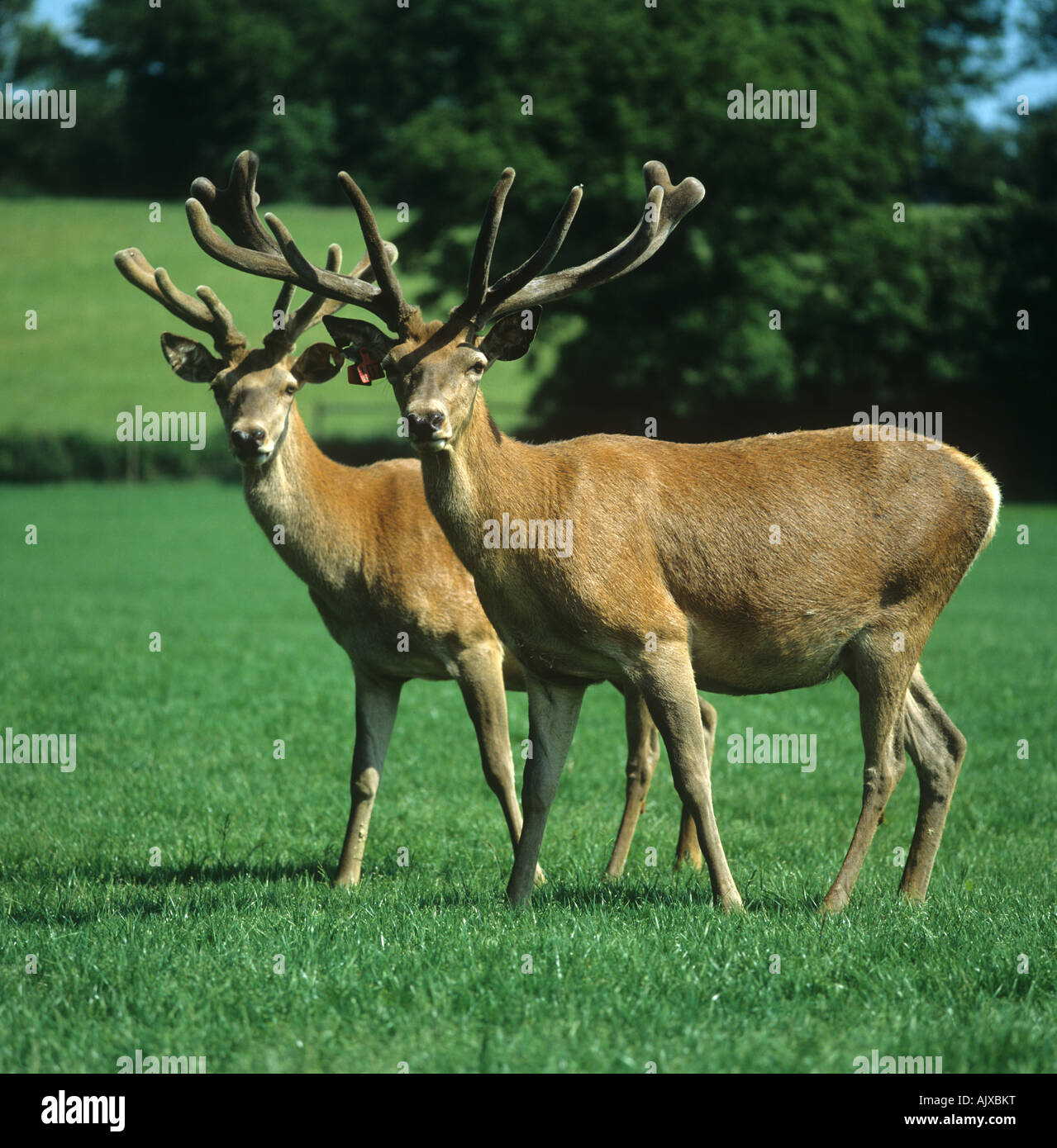 Two mature master farmed red deer stags with good antlers Stock Photo