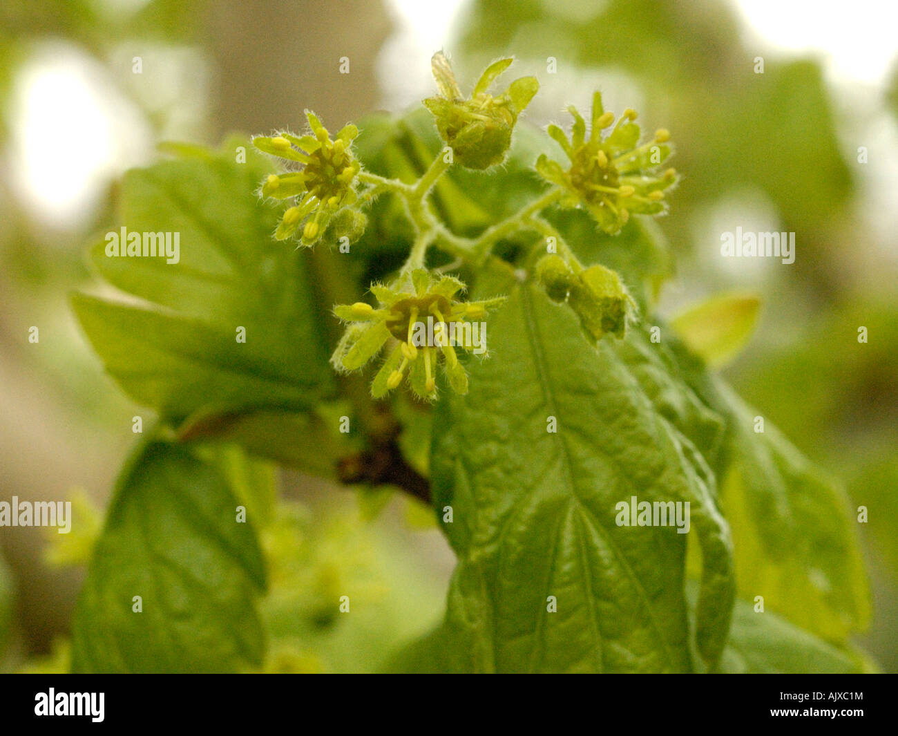 Field Maple Flowers High Resolution Stock Photography And Images Alamy