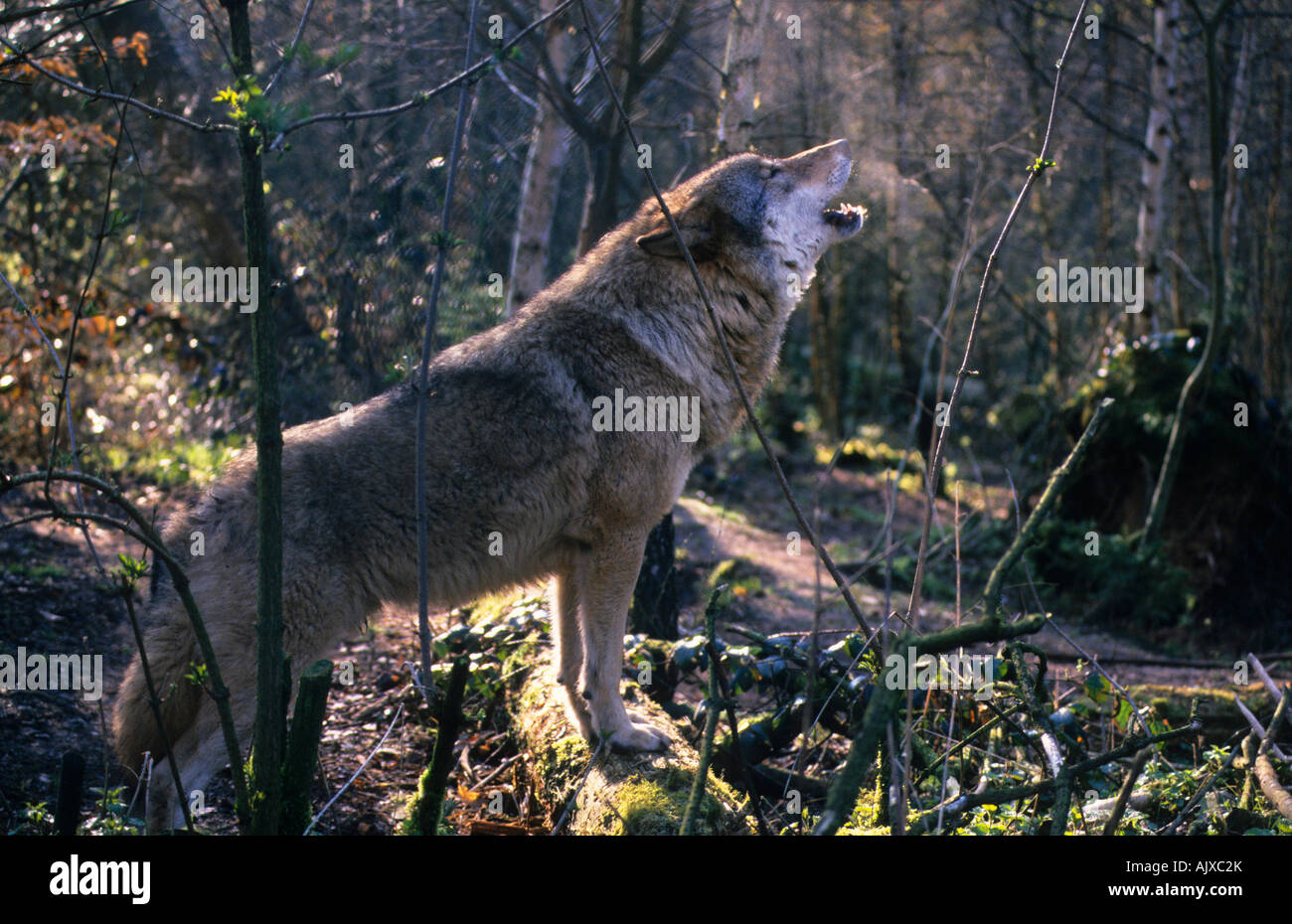 Europäischer Wolf heulend Canis lupus Wolfspark Werner Freund Merzig Saarland | european wolf howling, Merzig Saarland Stock Photo