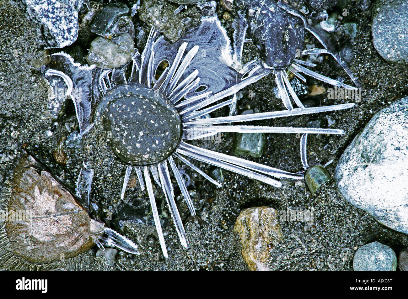 Ice fingers on pebble near Fraser River Coquitlam British Columbia Canada Stock Photo