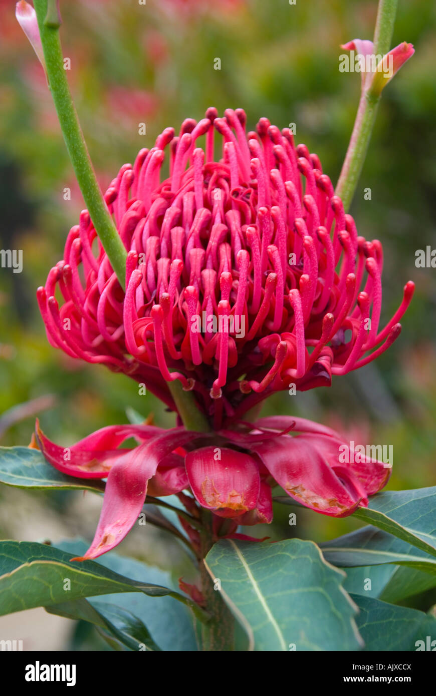 Waratah in bloom Stock Photo Alamy