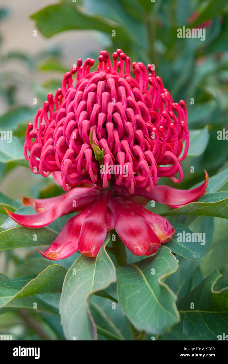 Waratah in bloom, the state flower, floral emblem of New South Wales Stock Photo