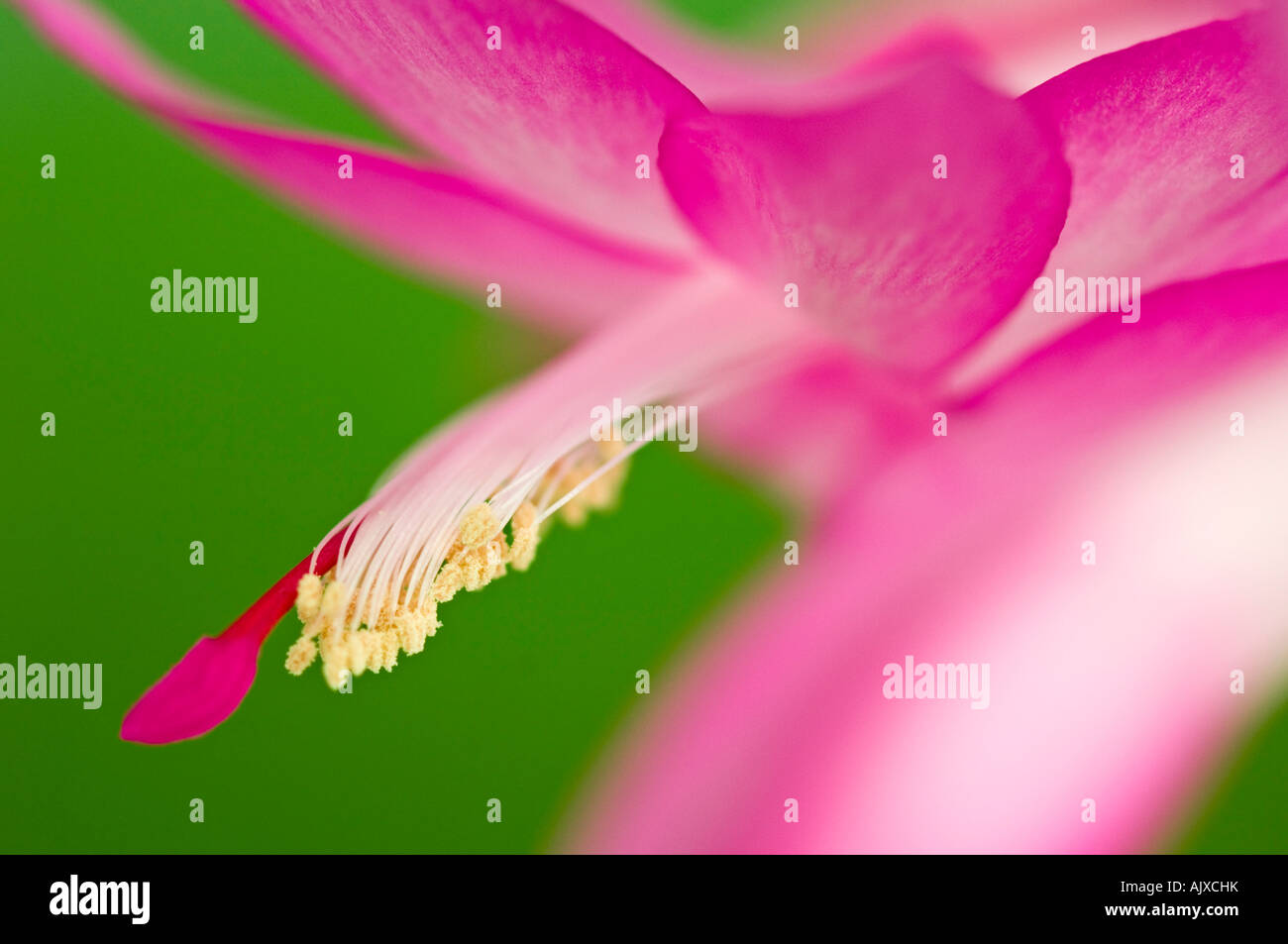 Christmas cactus (Schlumbergera spp.) Flower detail in blooming pink , Greater Sudbury, Ontario, Canada Stock Photo