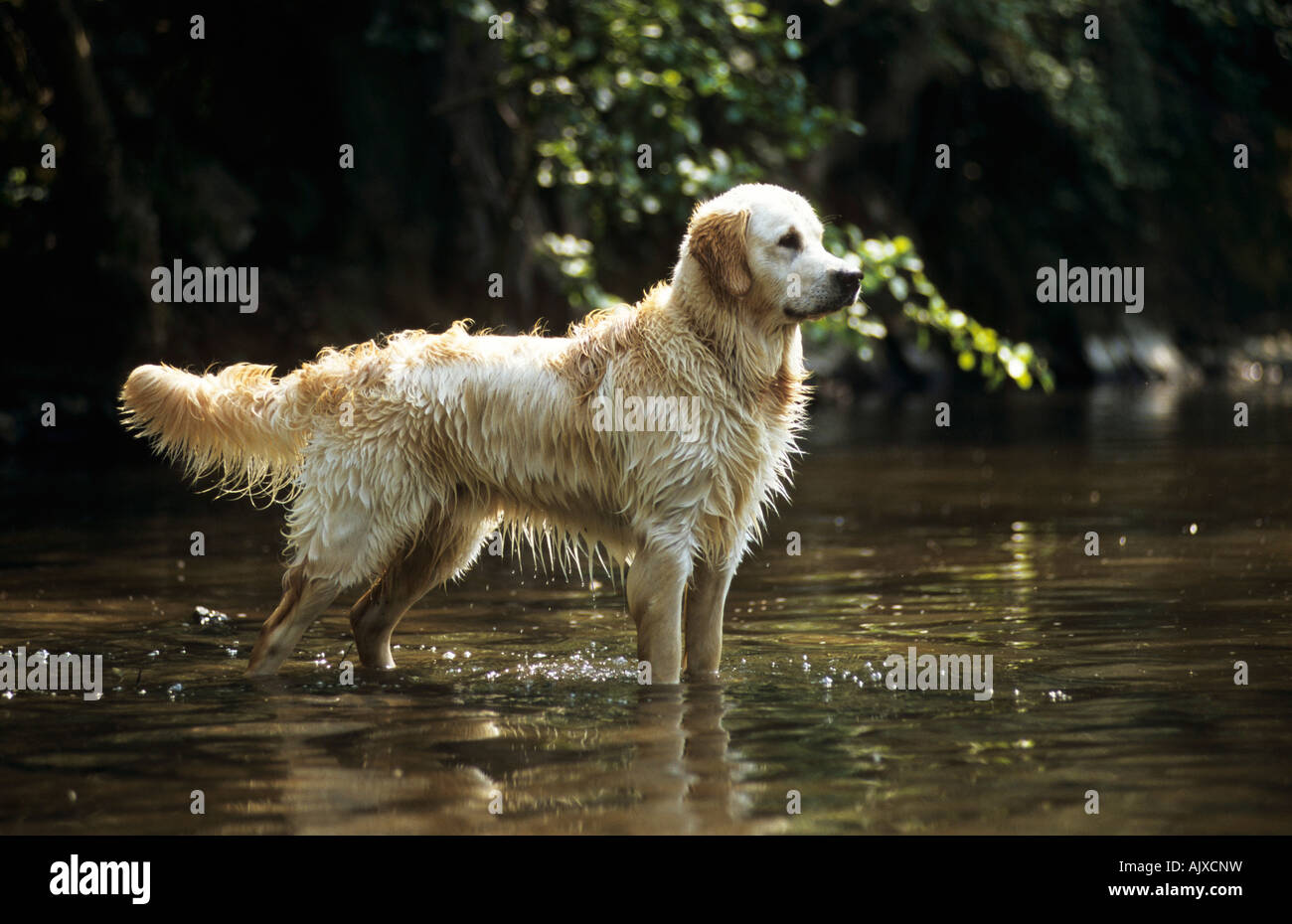 Golden Retriever im Wasser stehend, Fell naß | Golden Retriever standing in the water, wet fur Stock Photo