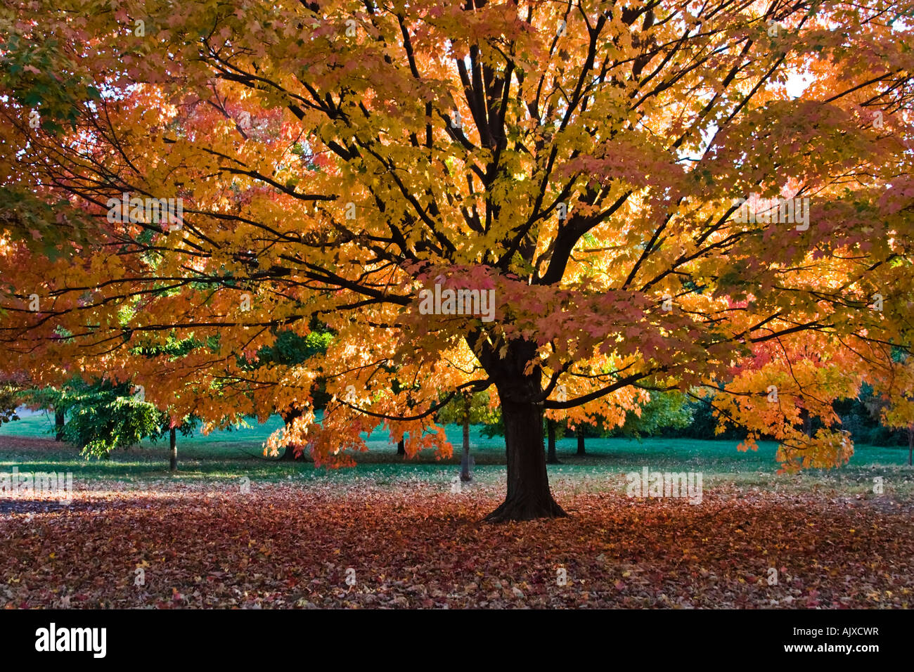 Bright fall colors in Virginia Stock Photo - Alamy