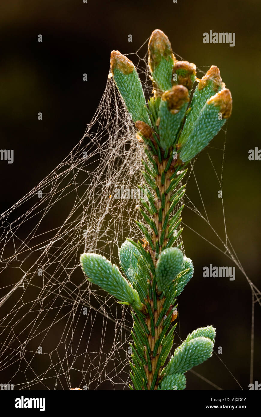 White spruce (Picea glauca) Young bough and dewy spider silk Ontario Stock Photo