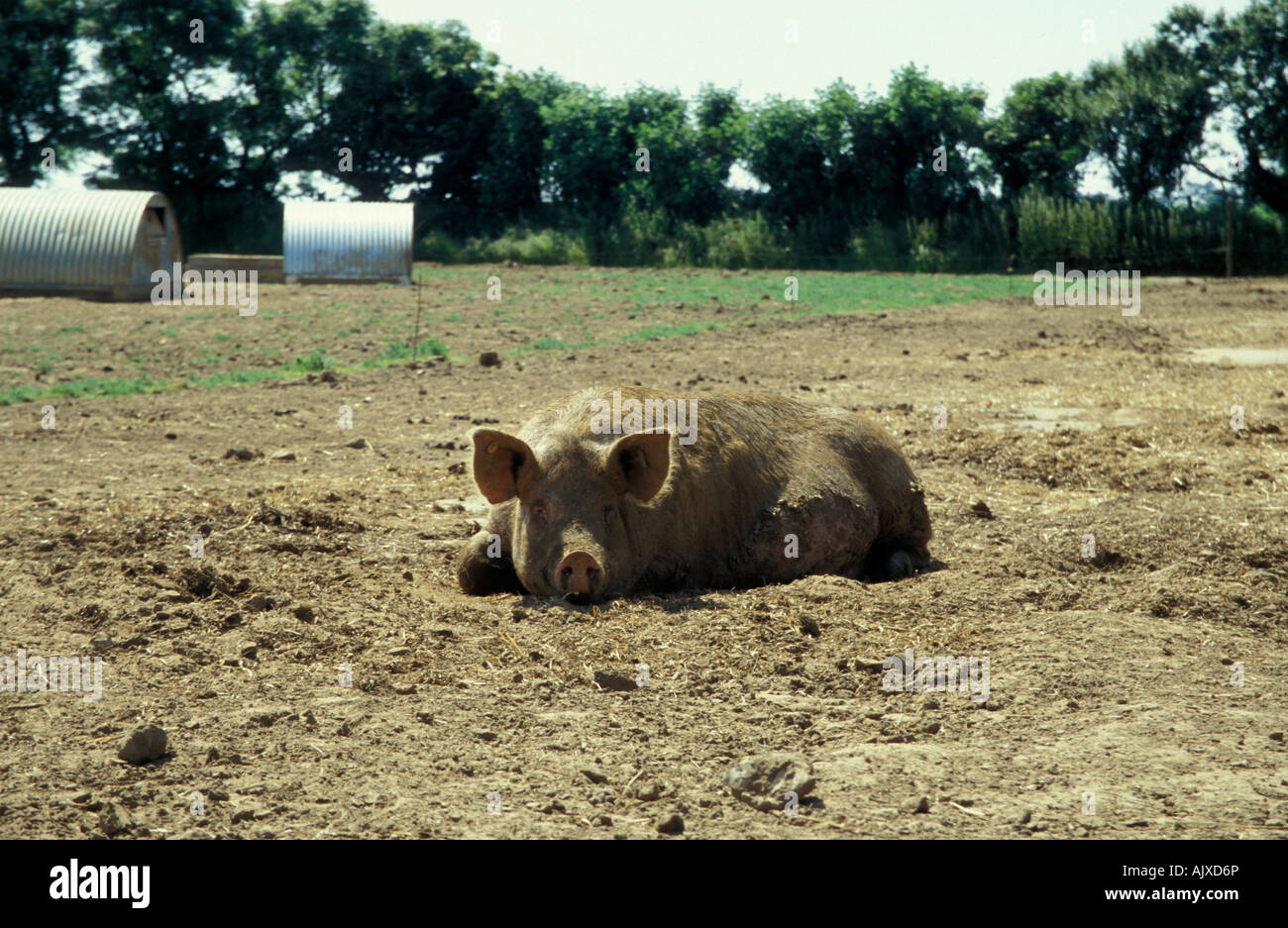White hybrid sow wallowing on pig farm Stock Photo
