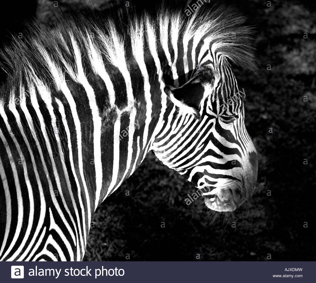 Grevy's zebra Stock Photo