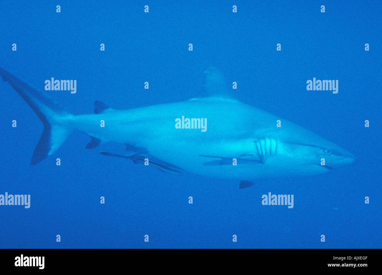 Grey Reef Shark Stock Photo - Alamy