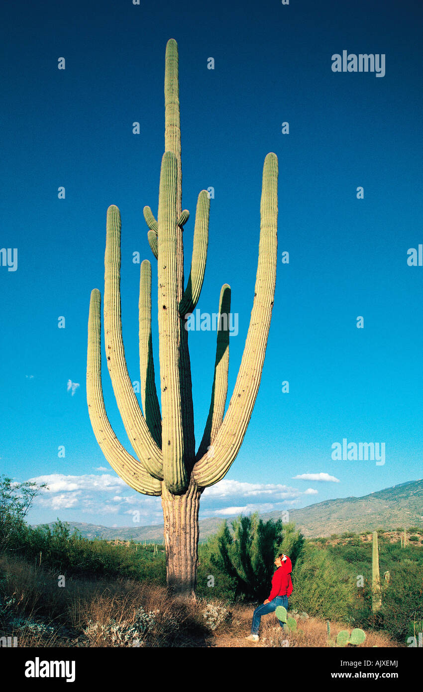 Hombre de pie junto a un gigante cactus saguaro N.P. , Arizona, EE.UU  Fotografía de stock - Alamy