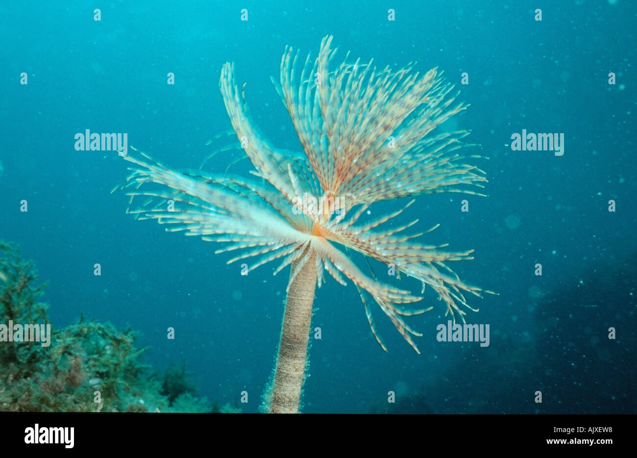 Fanworm / Featherduster Worm Stock Photo Alamy