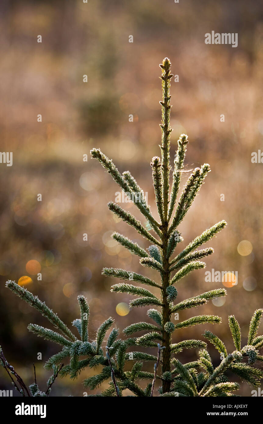 Frosted spruce trees with colourful frost refractions Ontario Stock Photo