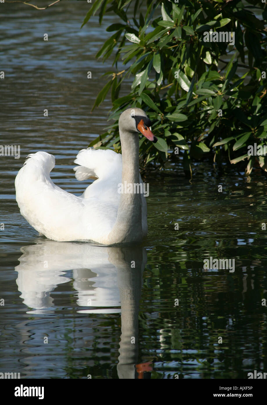 Swan swimming in a Pond at Kenwood House Hampstead Heath London Stock ...