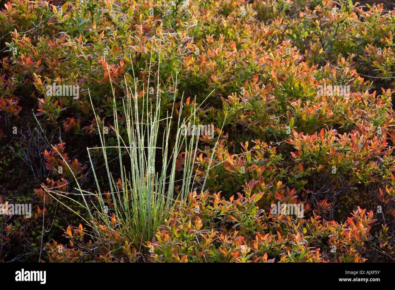 Shrubs natural beauty hi-res stock photography and images - Alamy