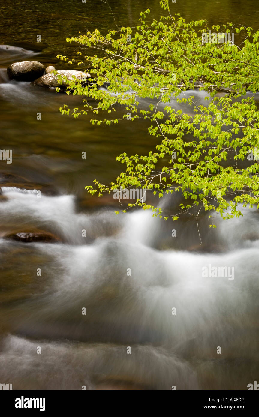 Emerging spring foliage overhanging Middle Prong of Little River, Great