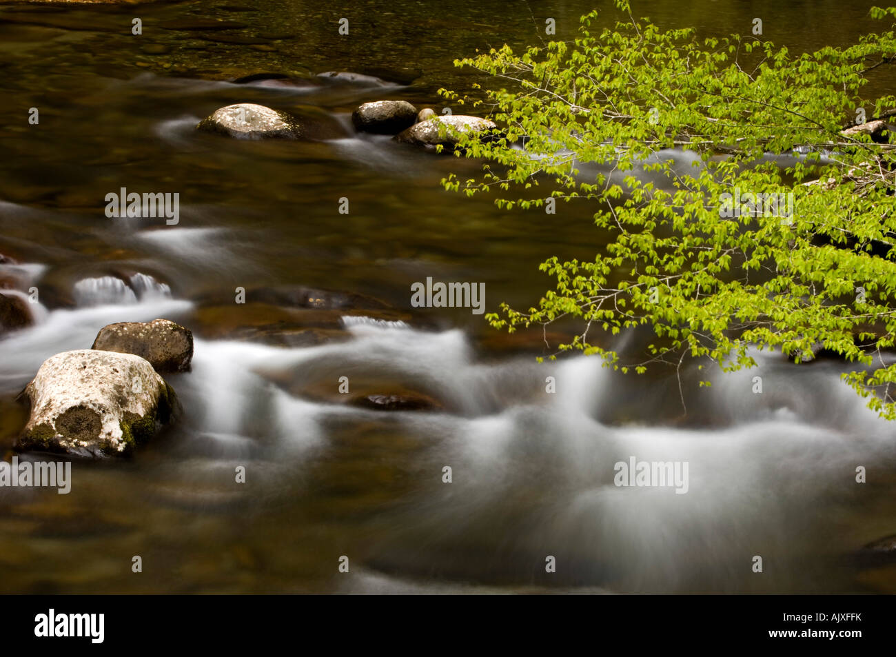 Emerging spring foliage overhanging Middle Prong of Little River, Great