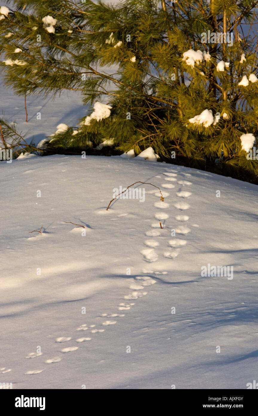Animal tracks in fresh snow leading to pine tree, Killarney, Ontario