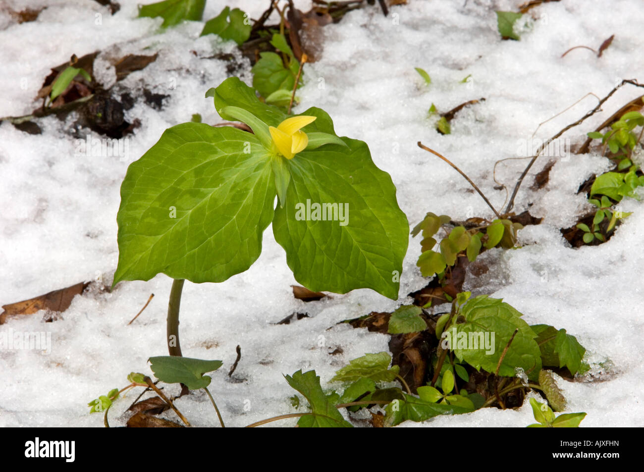 Yellow trillium (Trillium luteum) in spring snow, Great Smoky Mountains National Park, Tennessee, USA Stock Photo