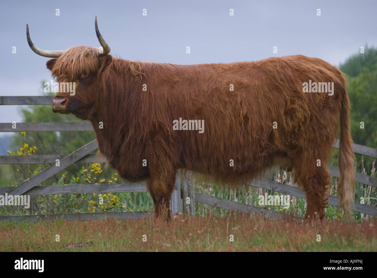 Highland cattle cow Stock Photo