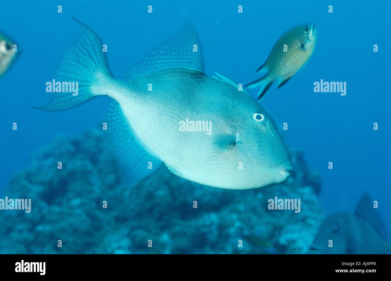Grey Triggerfish Stock Photo