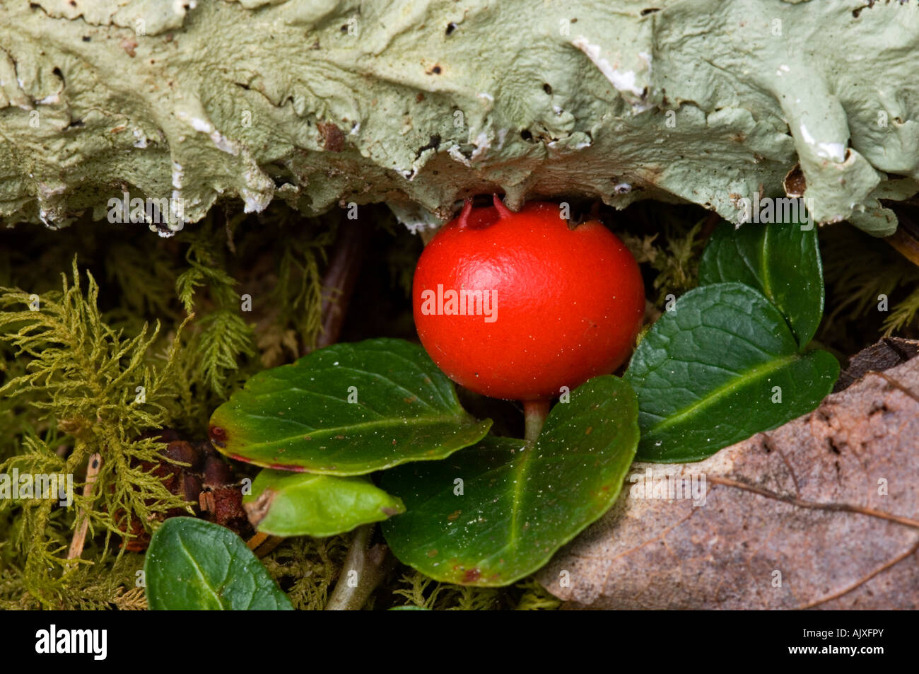 Partridge berry hires stock photography and images Alamy