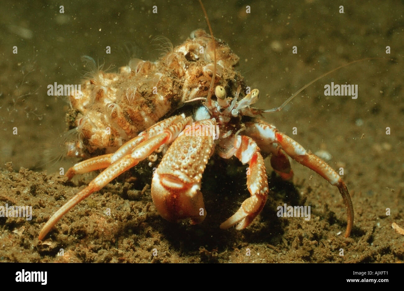 Large Hermit Crab Stock Photo Alamy