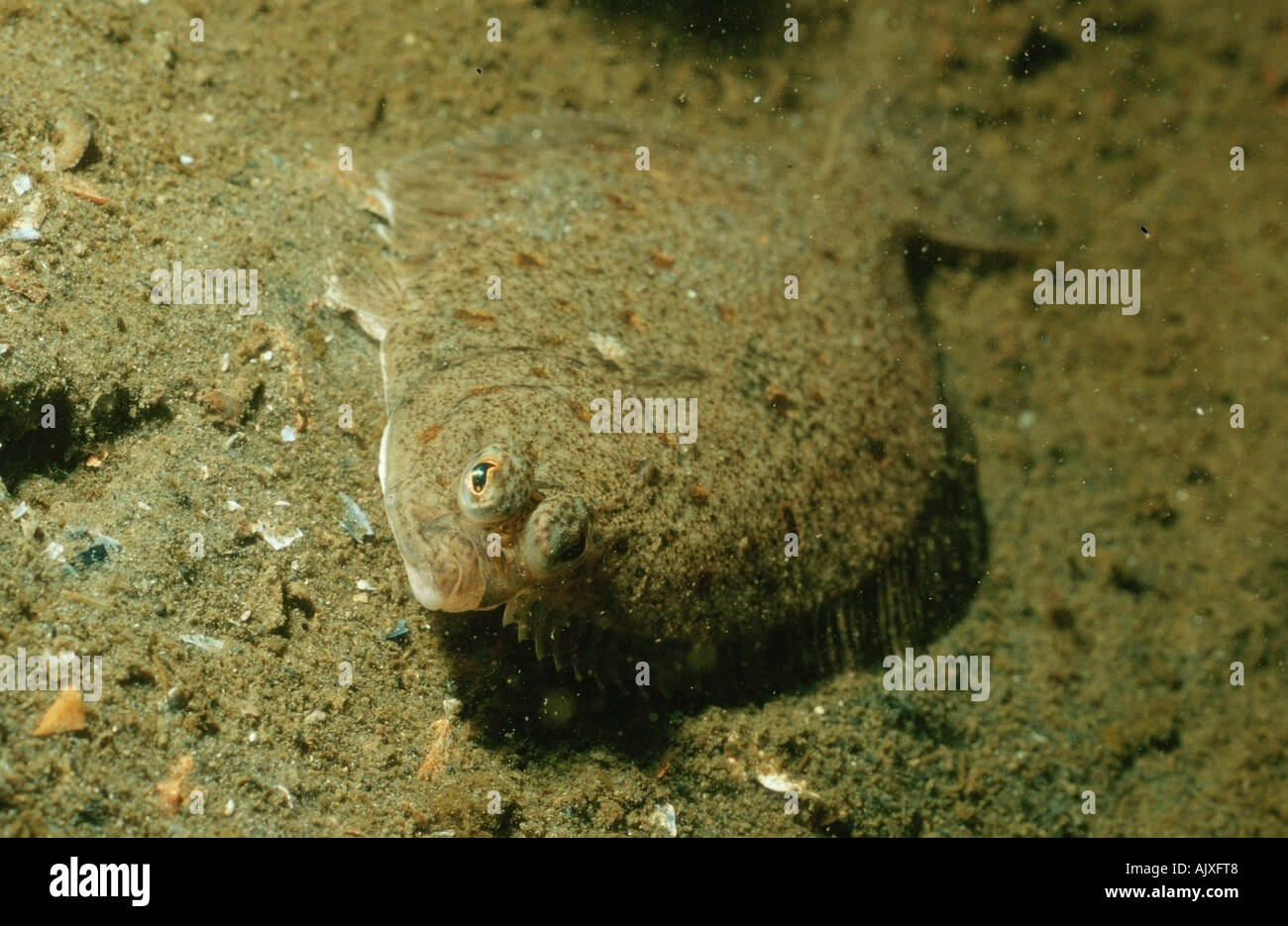 Lemon Sole Stock Photo Alamy