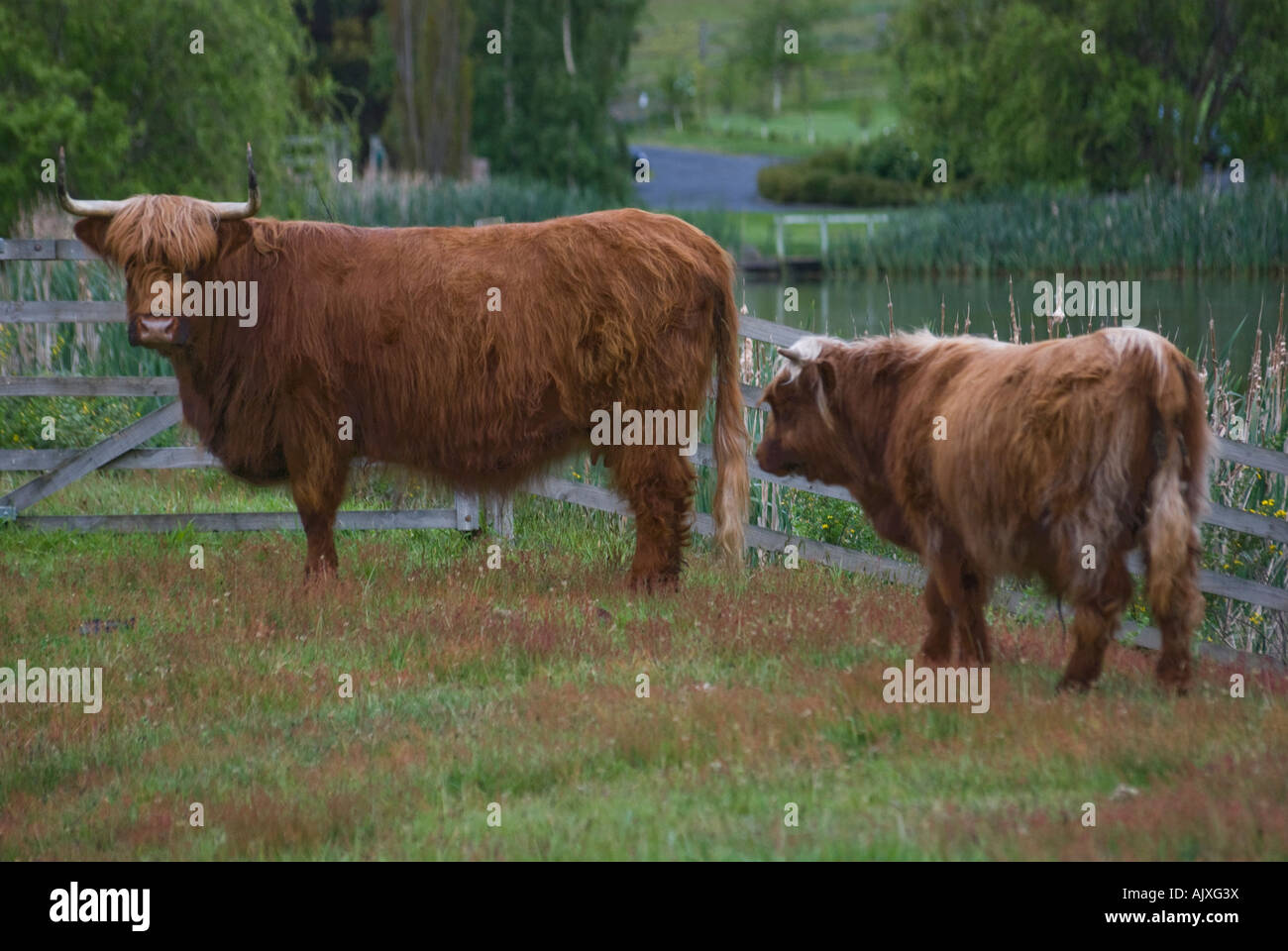 Highland cow and calf Stock Photo - Alamy
