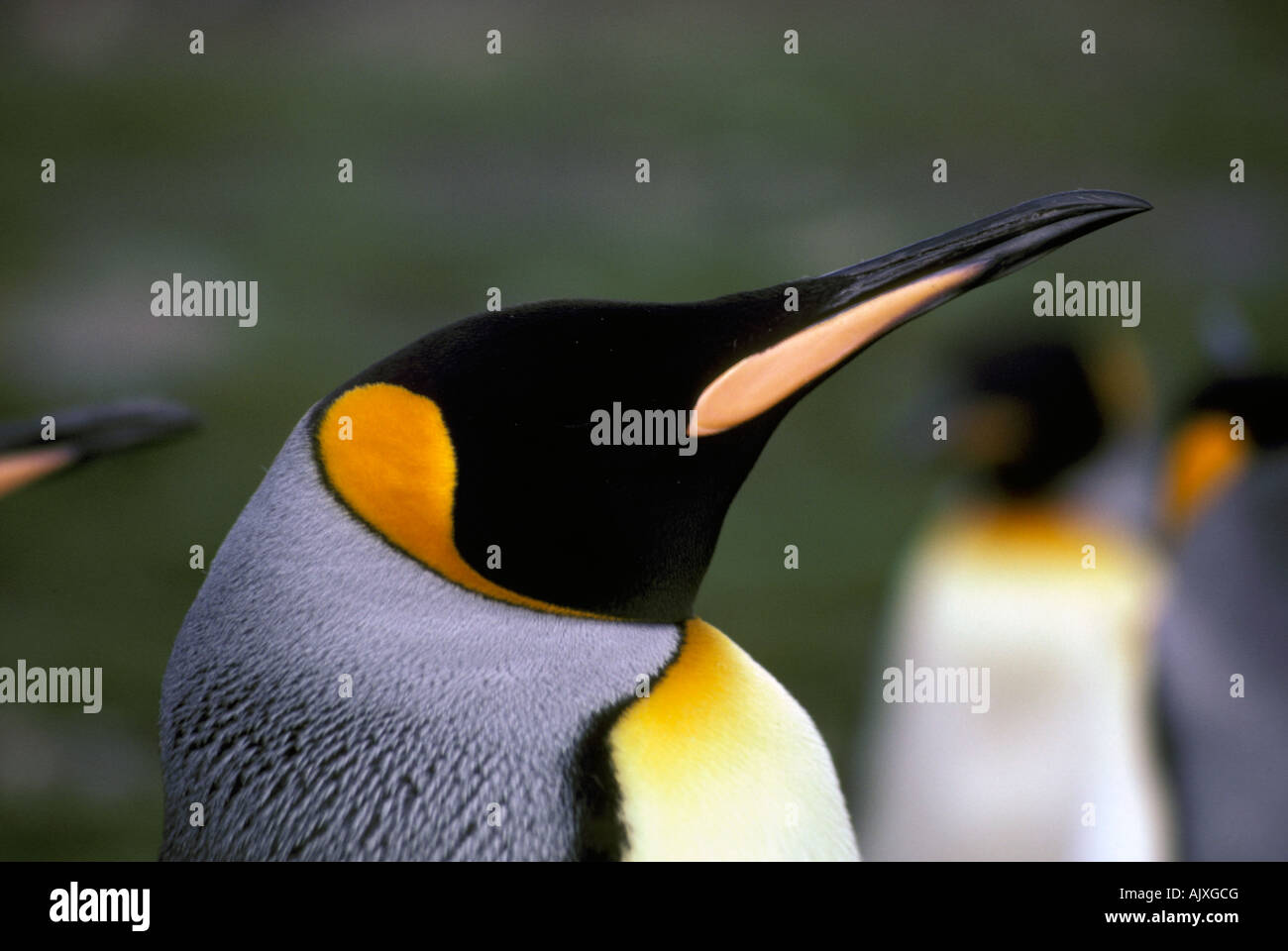 Antarctica, Sub-Antarctic, King Penguin (Aptenodytes patagonious Stock ...