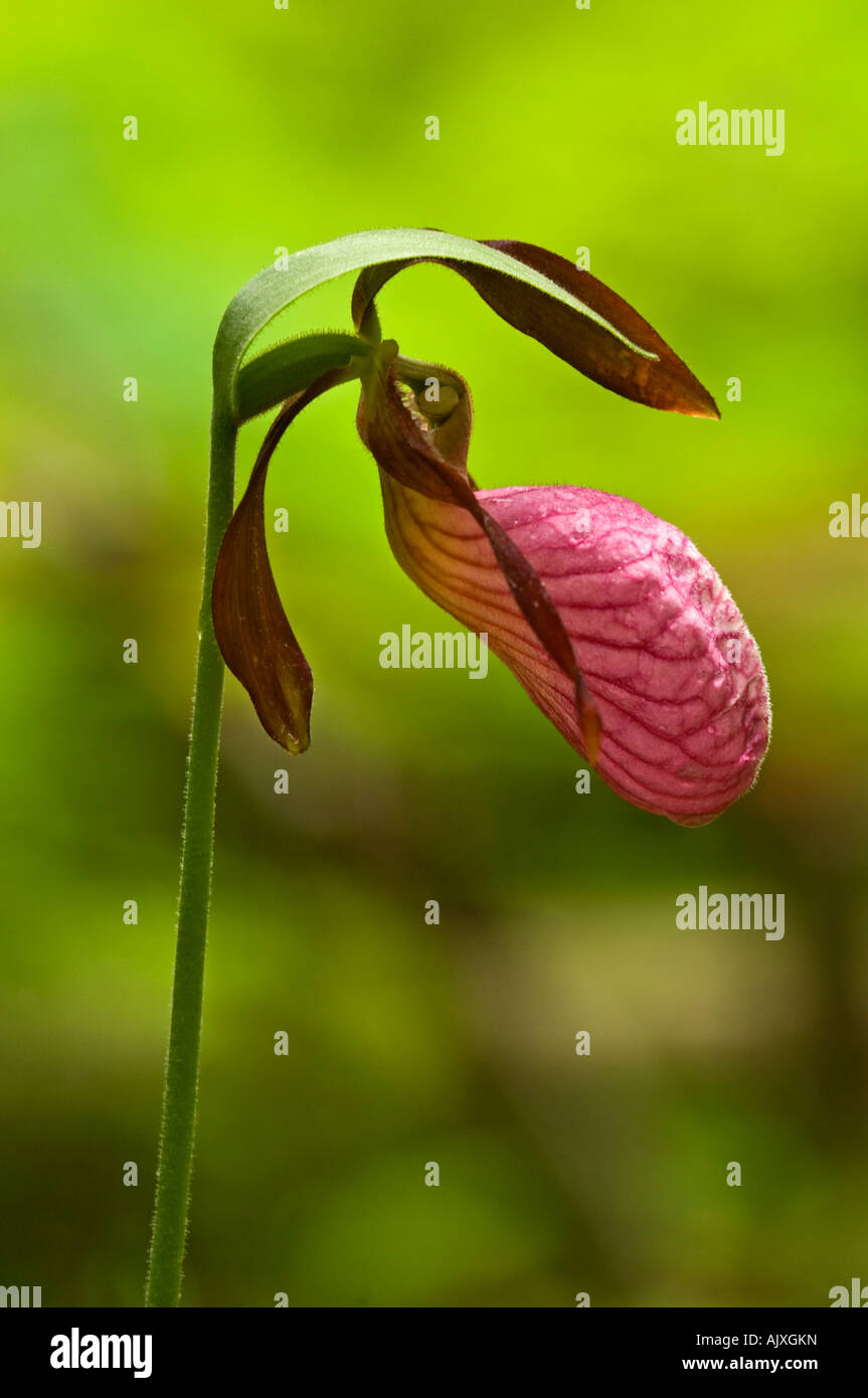 Pink lady slipper (Cypripedium acaule) flower , Prince Edward Island