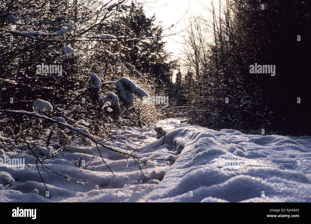 Snow covered wooden walkway in Gudenieku Juniper Bush Kurzeme Latvia Stock Photo
