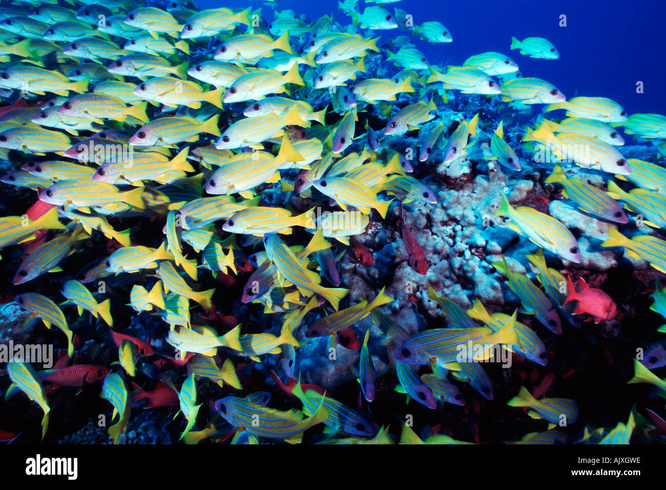 Schooling Blue Stripe Snappers Lutjanus kasmira and Big Scale Soldierfish Myripristis berndti Stock Photo