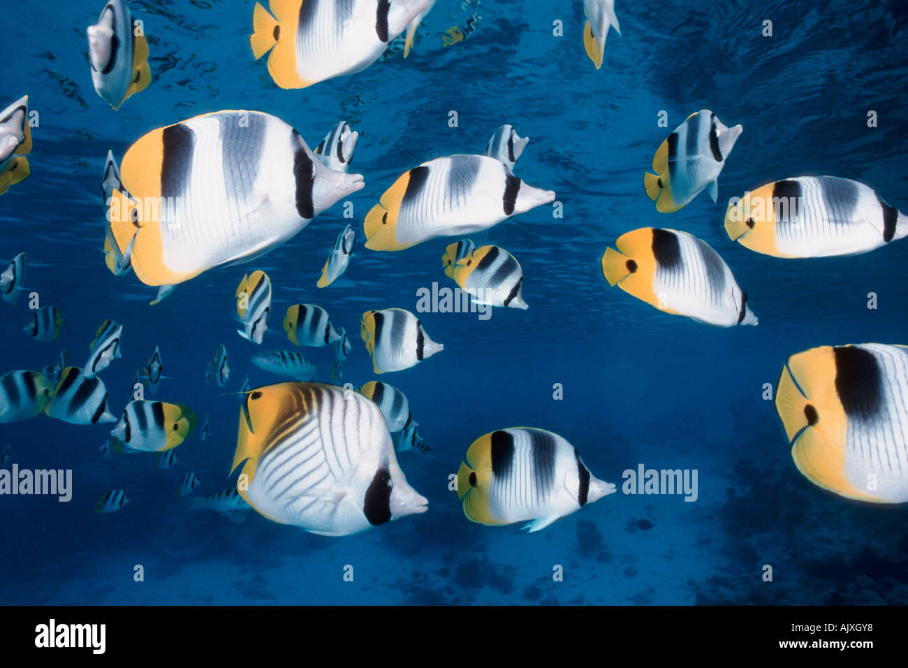 Schooling Pacific Double Saddled Butterflyfish Chaetodon ulietensis and a Threadfin Butterflyfish Stock Photo